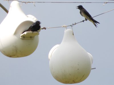 20190601 - Prairie Ridge - Purple Martins 3