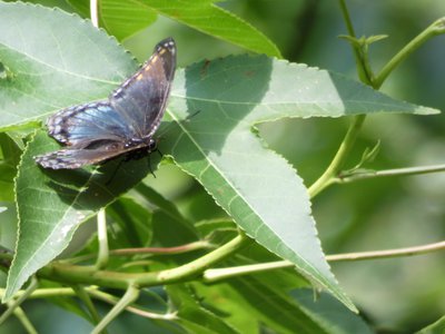 20190601 - Prairie Ridge - Red-spotted Purple 1