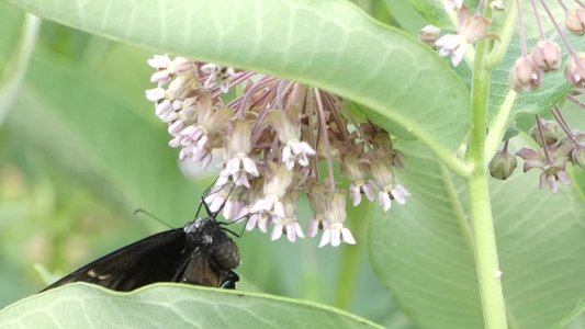 20190601 - Prairie Ridge - Red-spotted Purple 2