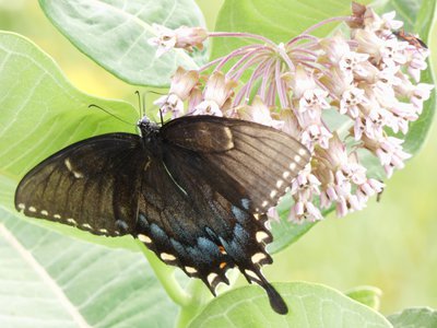 20190601 - Prairie Ridge - Red-spotted Purple 3