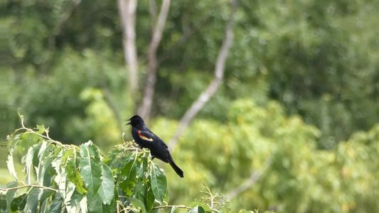 20190601 - Prairie Ridge - Red-winged Blackbird