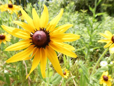 20190601 - Prairie Ridge - Sunflower