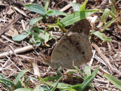 20190601 - Prairie Ridge - Unknown Butterfly