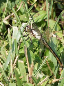 20190602 - Blackwood Farm  - Dragonfly 2