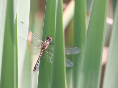 20190602 - Blackwood Farm  - Dragonfly 3