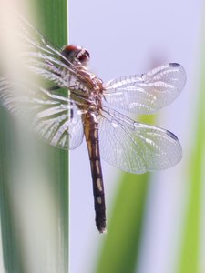 20190602 - Blackwood Farm  - Dragonfly 4