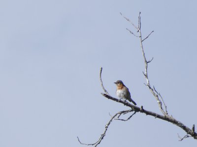 20190602 - Blackwood Farm  - Eastern Bluebird