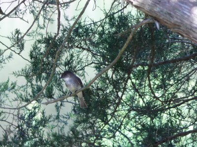 20190602 - Blackwood Farm  - Eastern Phoebe