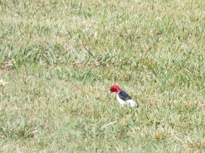 20190602 - Blackwood Farm  - Red-headed Woodpecker 1