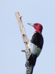 20190602 - Blackwood Farm  - Red-headed Woodpecker 2