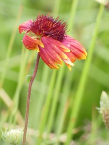 20190609 - Blackwood Farm - Firewheel