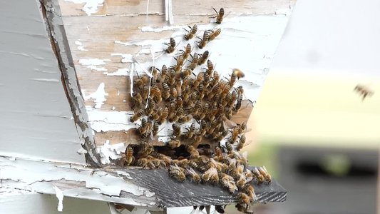 20190609 - Blackwood Farm - Honey Bees