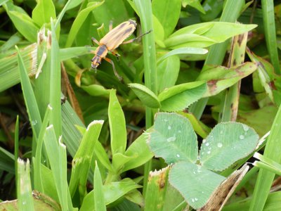 20190609 - Blackwood Farm - Leatherwing Beetle