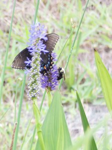 20190709 - Lake Crabtree - Black Swallowtail 2 and Bumblebee