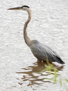 20190709 - Lake Crabtree - Great Blue Heron