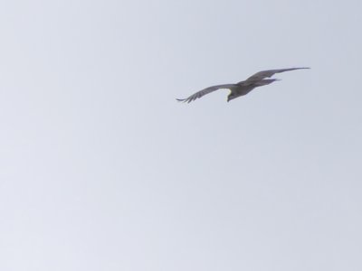 20190709 - Lake Crabtree - Osprey 1