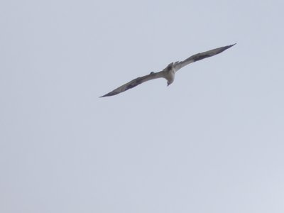 20190709 - Lake Crabtree - Osprey 2