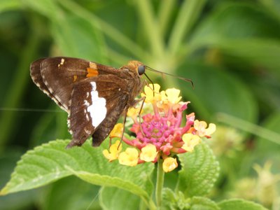 20190709 - Lake Crabtree - Silver-spotted Skipper