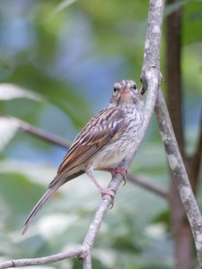 20190710 - Lake Crabtree - Female Chipping Sparrow