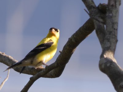 20190710 - Lake Crabtree - Goldfinch 1