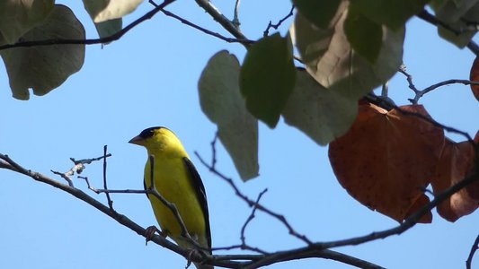 20190710 - Lake Crabtree - Goldfinch 2