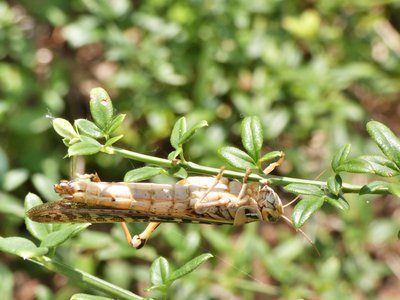 20190710 - Lake Crabtree - Grasshopper 1