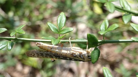 20190710 - Lake Crabtree - Grasshopper and Spider