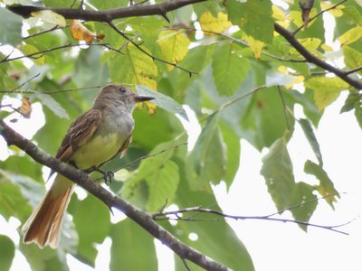 20190710 - Lake Crabtree - Great Crested Flycatcher 1