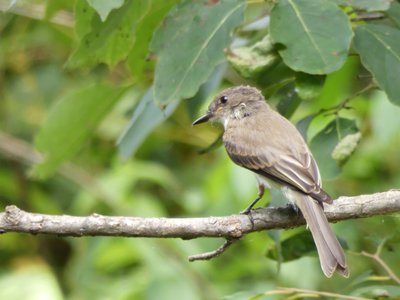 20190710 - Lake Crabtree - Great Crested Flycatcher 2