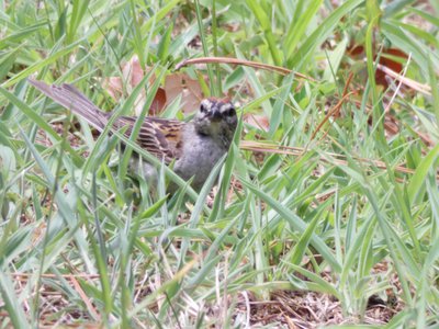 20190710 - Lake Crabtree - Male Chipping Sparrow