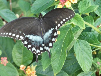 20190710 - Lake Crabtree - Spicebush Swallowtail