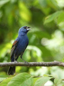 20190711 - Lake Crabtree - Blue Grosbeak