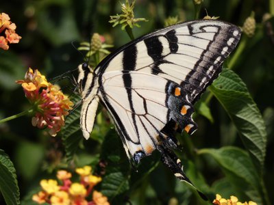 20190711 - Lake Crabtree - Eastern Tiger Swallowtail