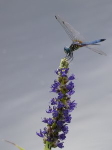 20190712 - Lake Crabtree - Blue Dasher