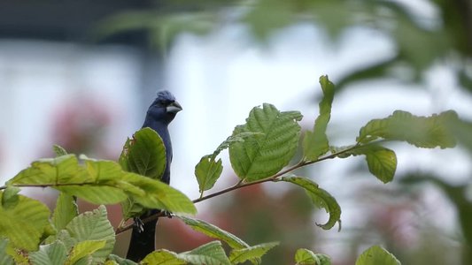 20190712 - Lake Crabtree - Blue Grosbeak