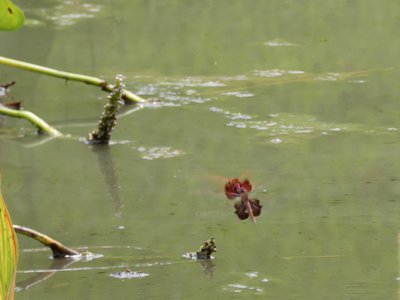 20190712 - Lake Crabtree - Carolina Saddlebags