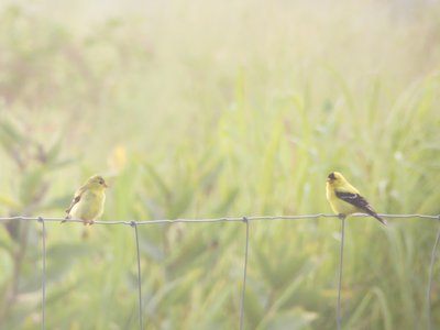 20190716 - Yates Mill - Goldfinches