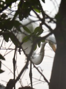 20190716 - Yates Mill - Great Egret 2