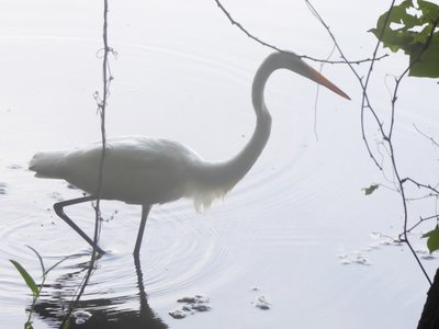 20190716 - Yates Mill - Great Egret 3