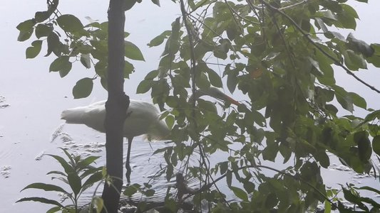 20190716 - Yates Mill - Great Egret 4