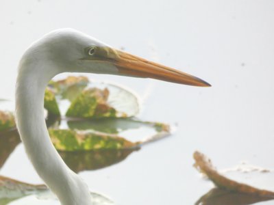 20190716 - Yates Mill - Great Egret 5