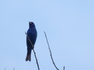 20190716 - Yates Mill - Indigo Bunting 1