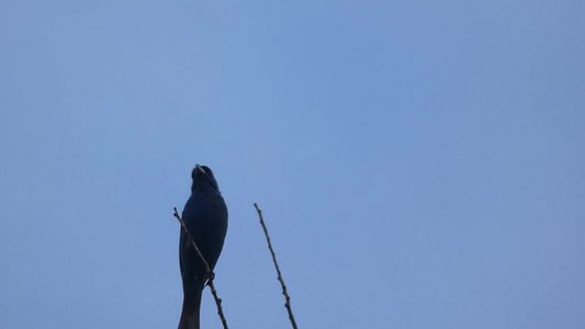 20190716 - Yates Mill - Indigo Bunting 2