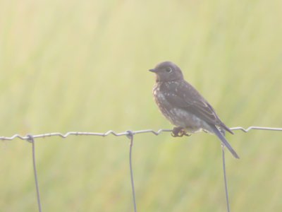 20190716 - Yates Mill - Juvenile Bluebird 2