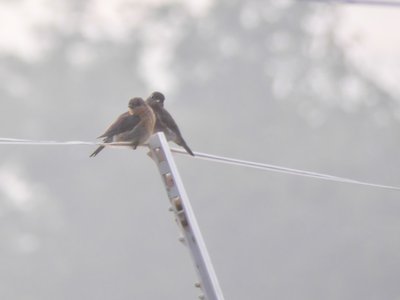 20190716 - Yates Mill - Juvenile Bluebirds 1