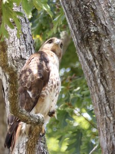 20190726 - Lake Crabtree - Red-tailed Hawk 1