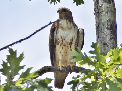 20190726 - Lake Crabtree - Red-tailed Hawk 2