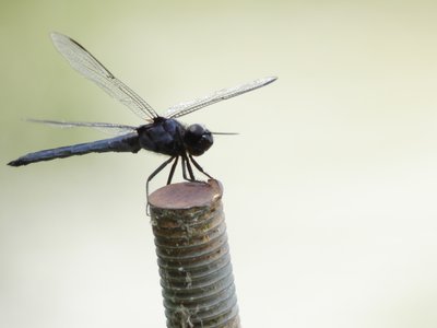 20190726 - Lake Crabtree - Slaty Skimmer