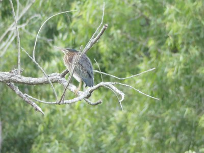 20190726 - Yates Mill - Green Heron 1