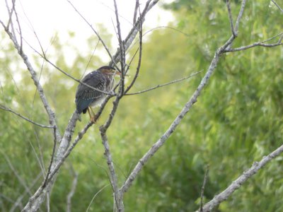 20190726 - Yates Mill - Green Heron 2